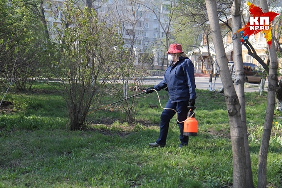 Практически 1500 человек пострадали от укусов клещей в Приангарье