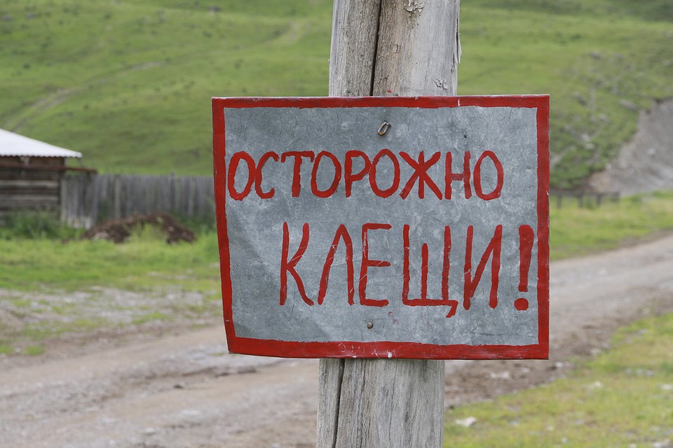 Две сотни клещей напали на брянцев с самого начала года