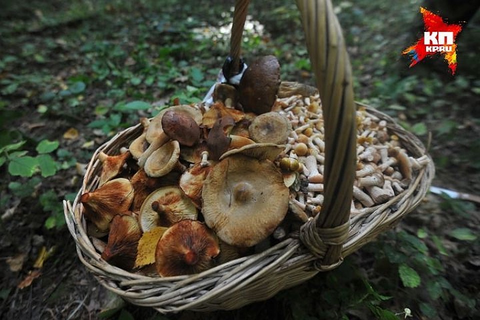 В Удмуртии пропала 58-летняя женщина, отправившаяся за грибами