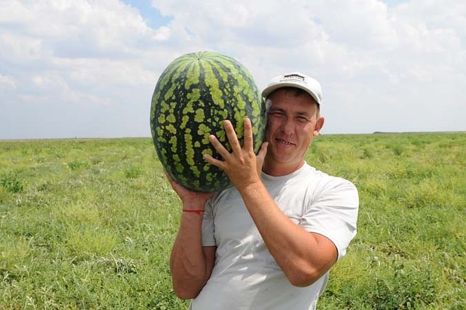 Покупайте только проверенные ягоды!