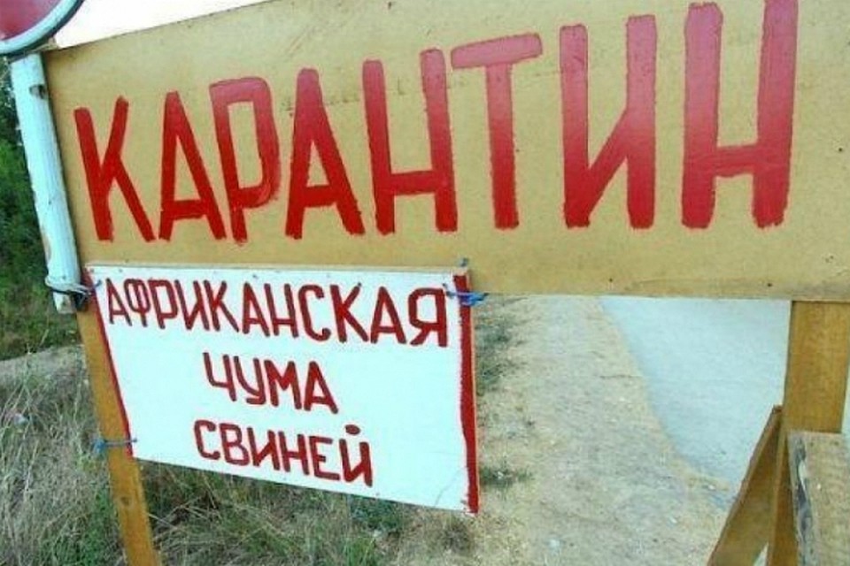 По Омской области пошла уже 2-ая волна африканской чумы свиней — Россельхознадзор По Омской области пошла уже 2-ая волна африканской чумы свиней — Россельхознадзор