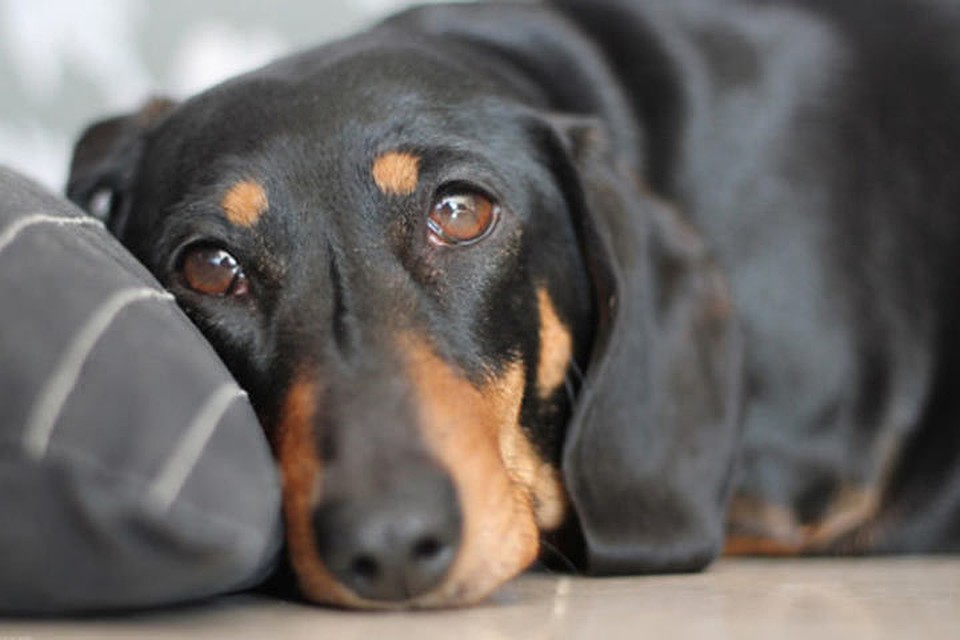 Фото: http://www.dogtales.ru