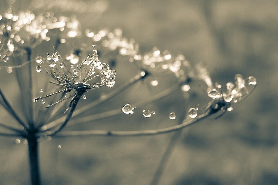 Фото: pixabay.com