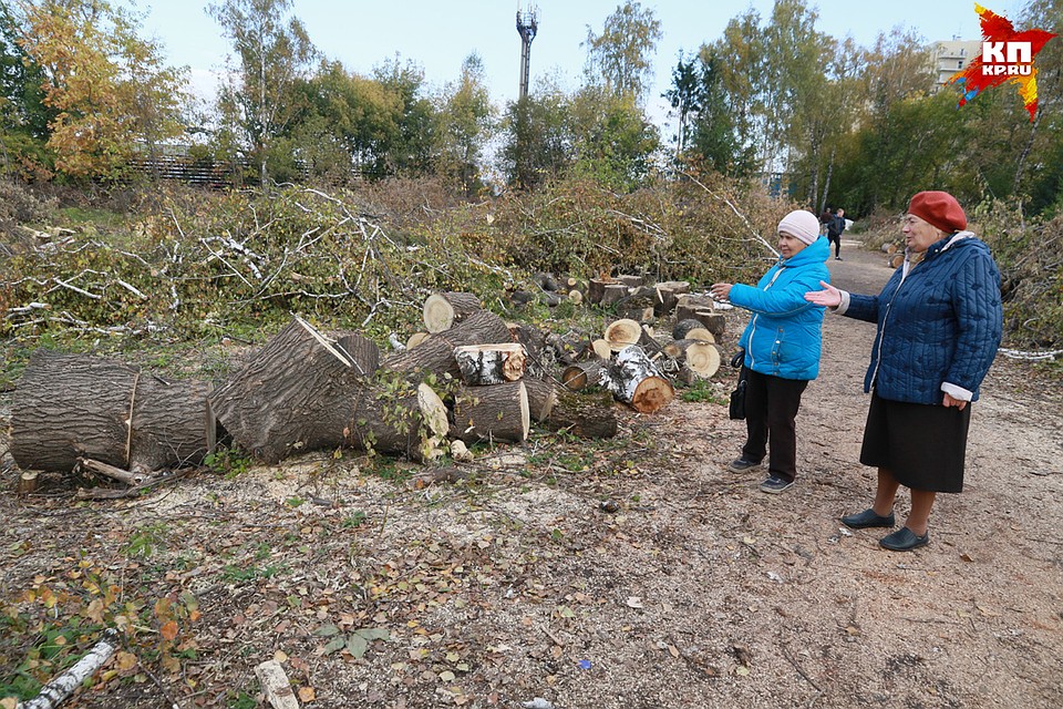 Зачем в барнаульском парке "Изумрудный" вырубают деревья