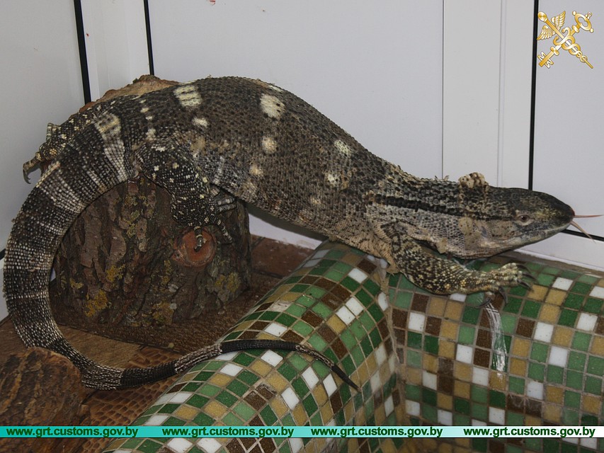 В поезде «Калининград-Москва» нашли двух живых варанов