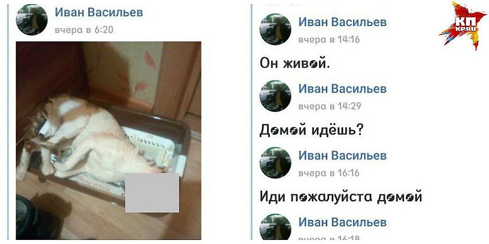 В Ухте будут судить мужчину за стирку кота В Ухте будут судить мужчину за стирку кота