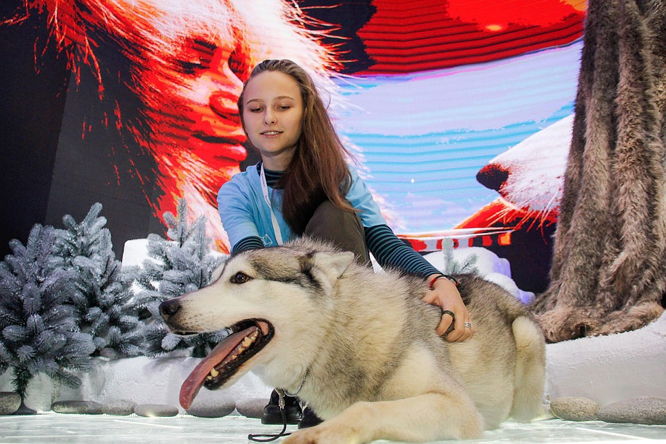 Самыми притягательными героями камчатского стенда стали хаски.