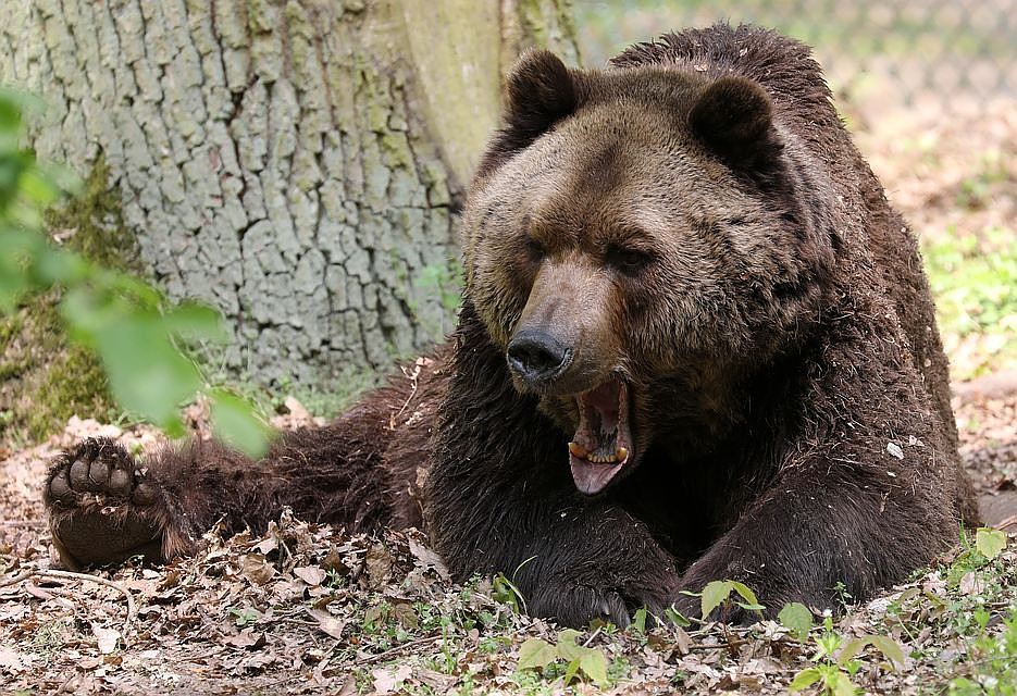 Уважают медведя за силу и волю.