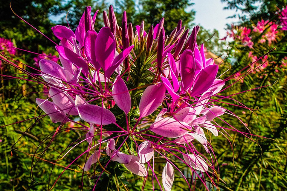 Фото: pixabay.com