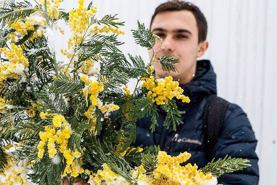 Мимоза - "классический" цветок на праздник 8 марта. Но сейчас его найти бывает не так уж просто.
