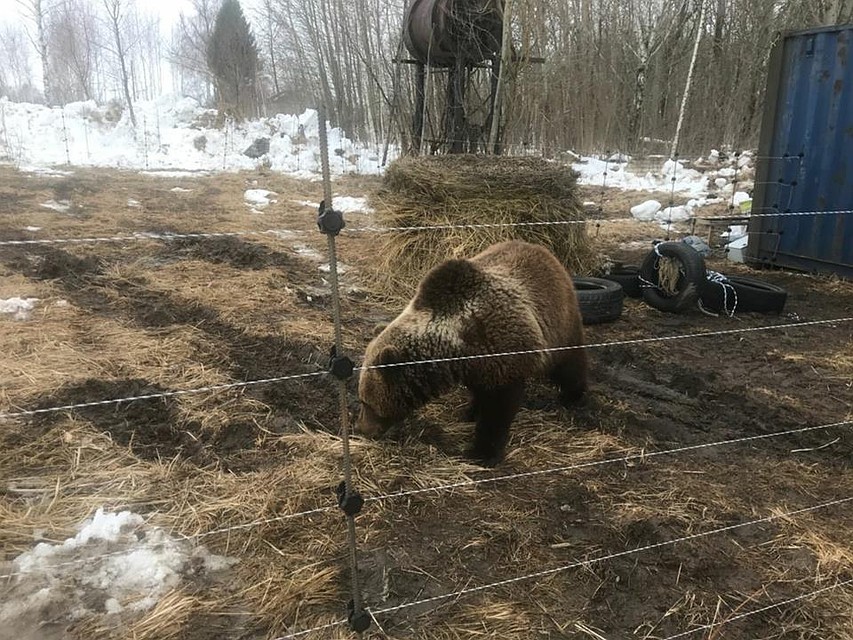 Мансур переехал из Тверской области Фото: Андрей Иванов