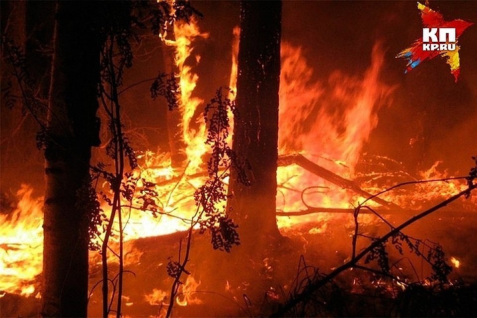 Лесные пожары наносят огромный ущерб природе региона