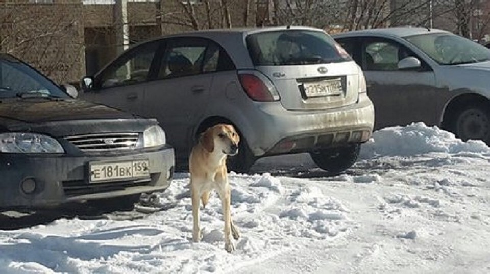 Фото: соцсети