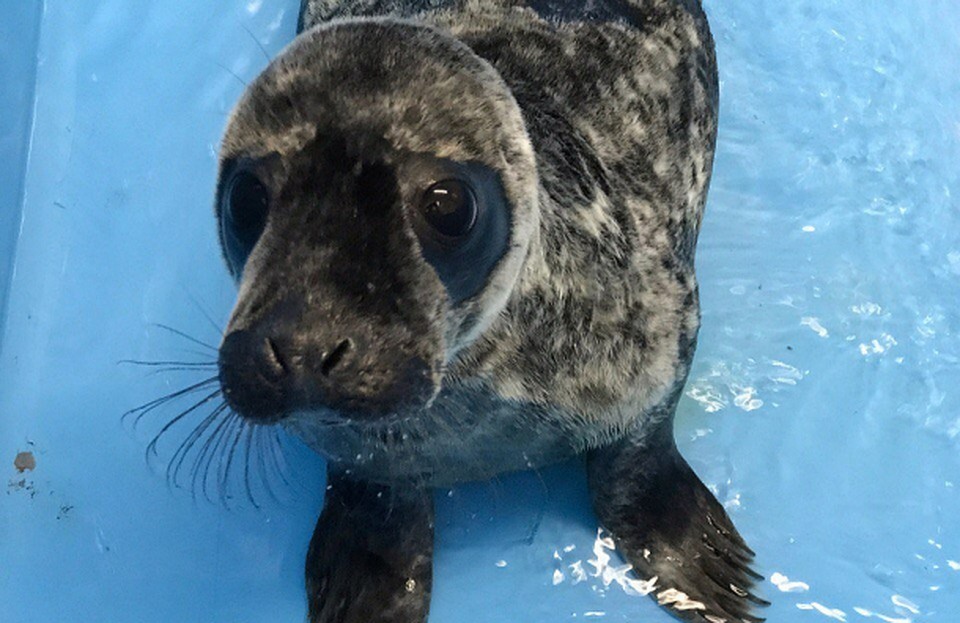 Фото: vk.com/sealrescue