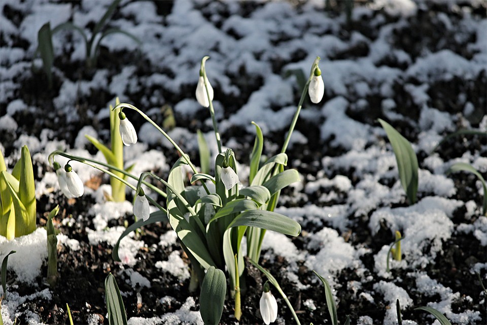 Фото: pixabay.com