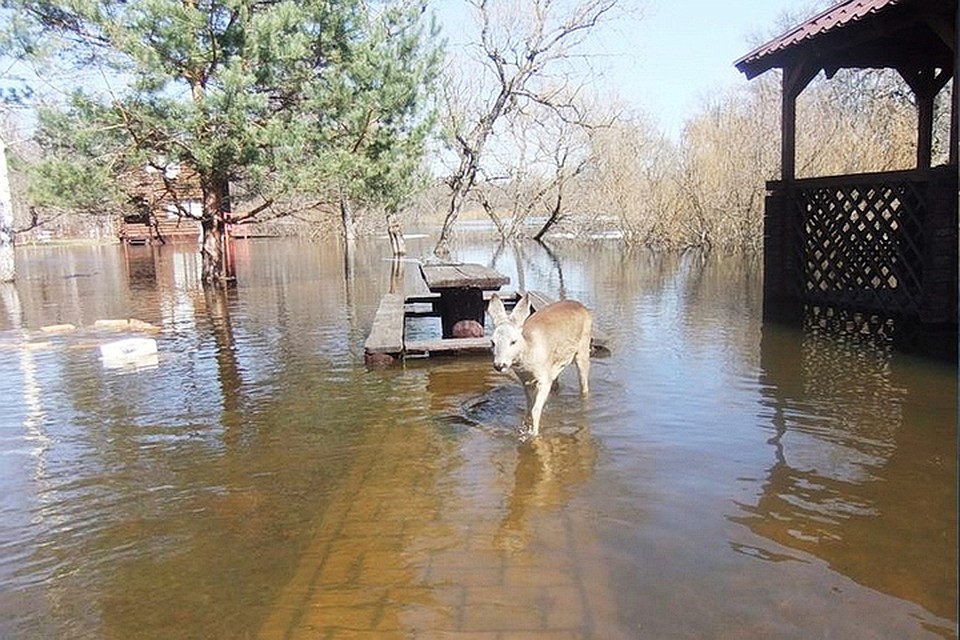 Фото: Заповедник "Брянский лес".