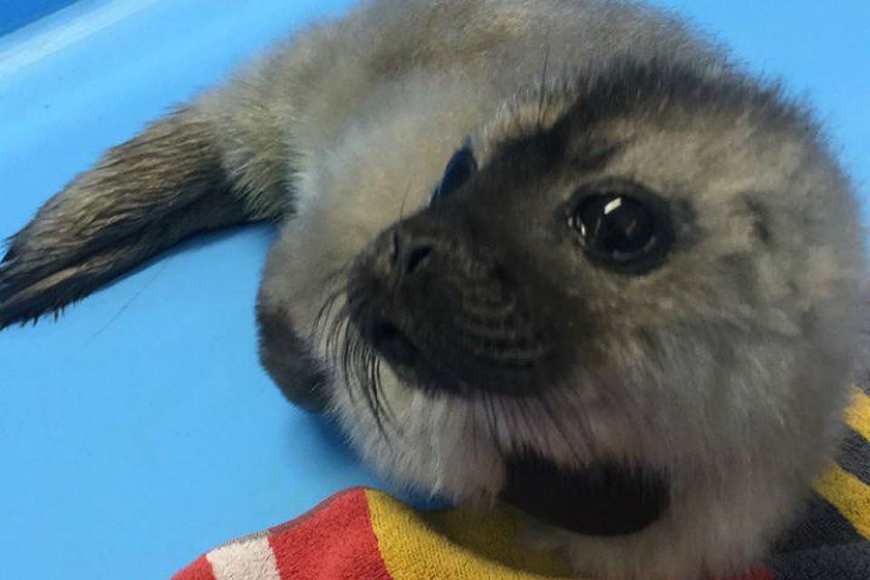 Нерп в Петербурге любят и выхаживают Фото: vk.com/sealrescue