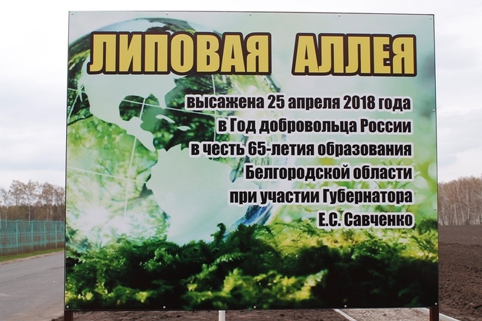 Губернатор Белгородской области заложил липовую аллею. Фото пресс-службы Управления лесами Белгородской области.