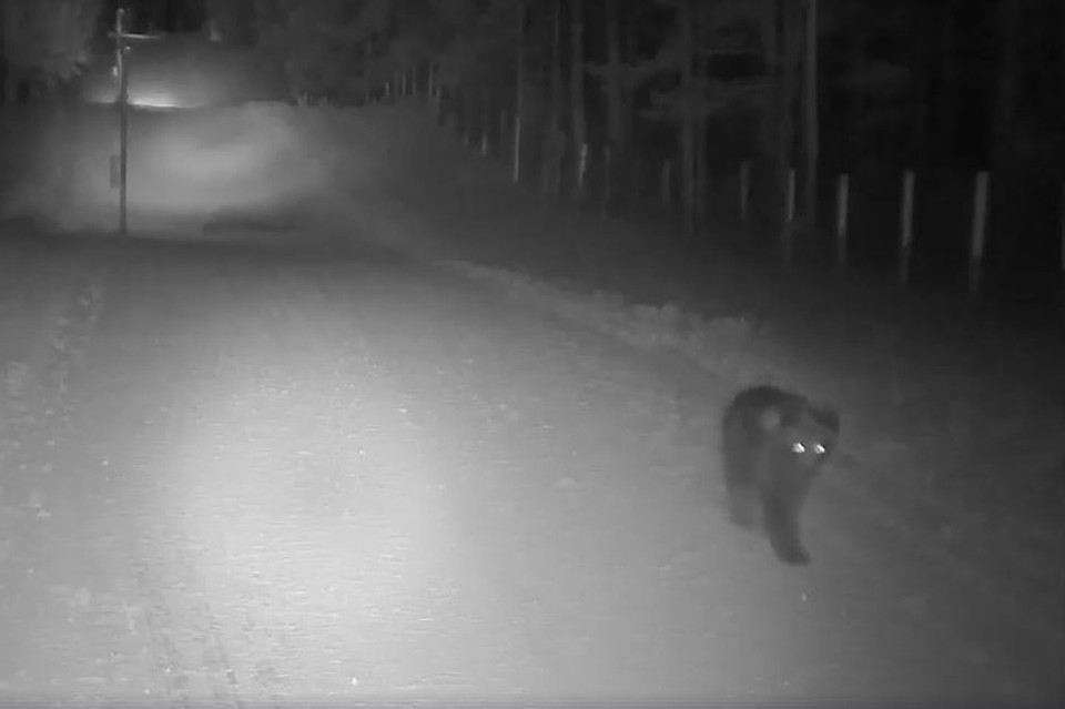 Фото из соцсетей Литовские пограничники показали видео, как медведь пересек белорусскую границу
