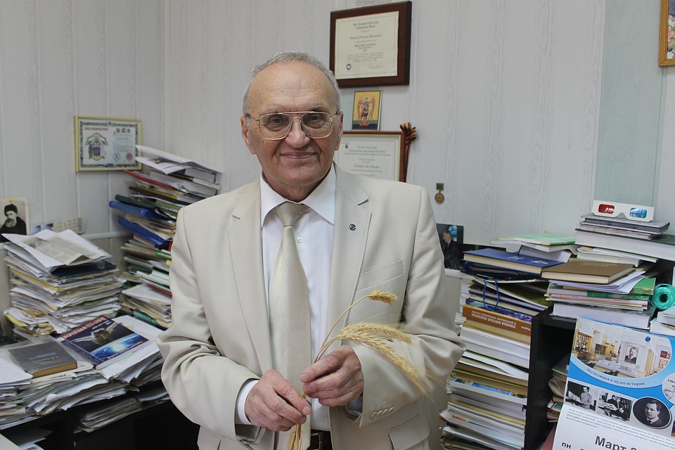 Владимир Ефимович держит в руках колосок тритикале - это гибрид пшеницы и ржи