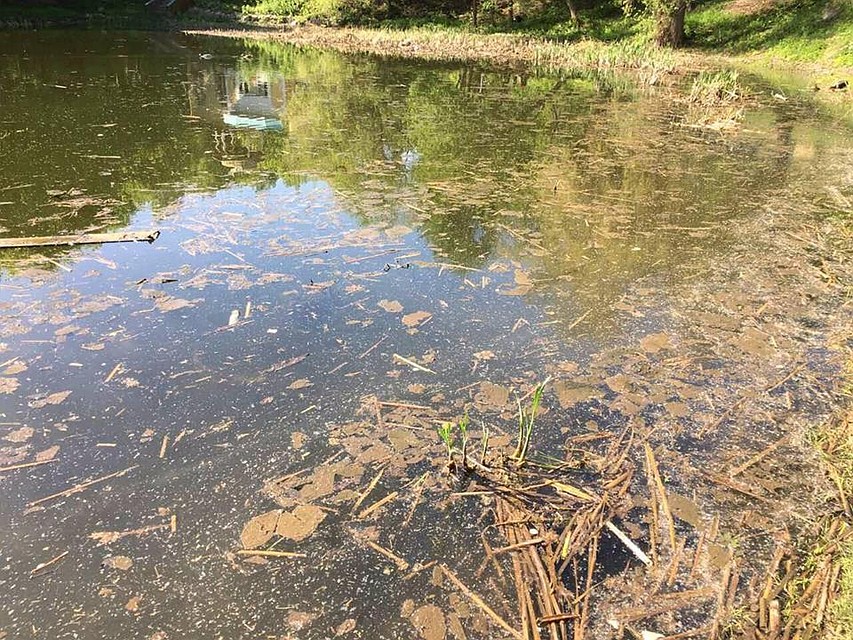 В водоеме среди дохлой рыбы и мусора «с трудом пробираются несчастные утки»