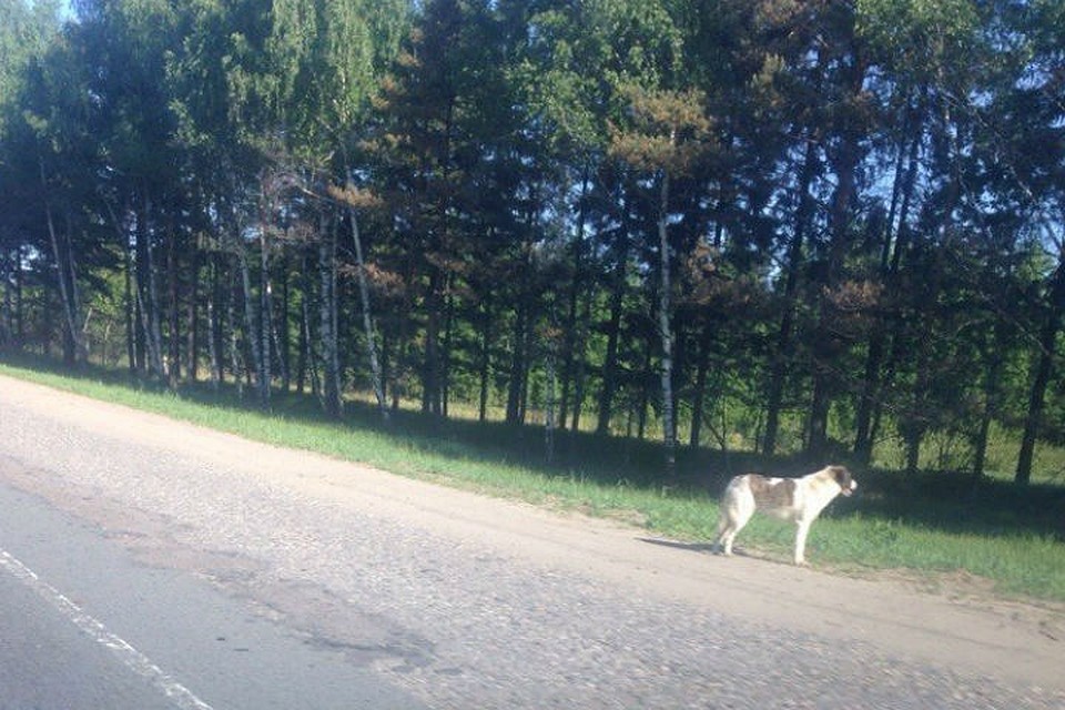Фото: Макс Грибовский/"Жесть Ярославль" в "ВКонтакте".