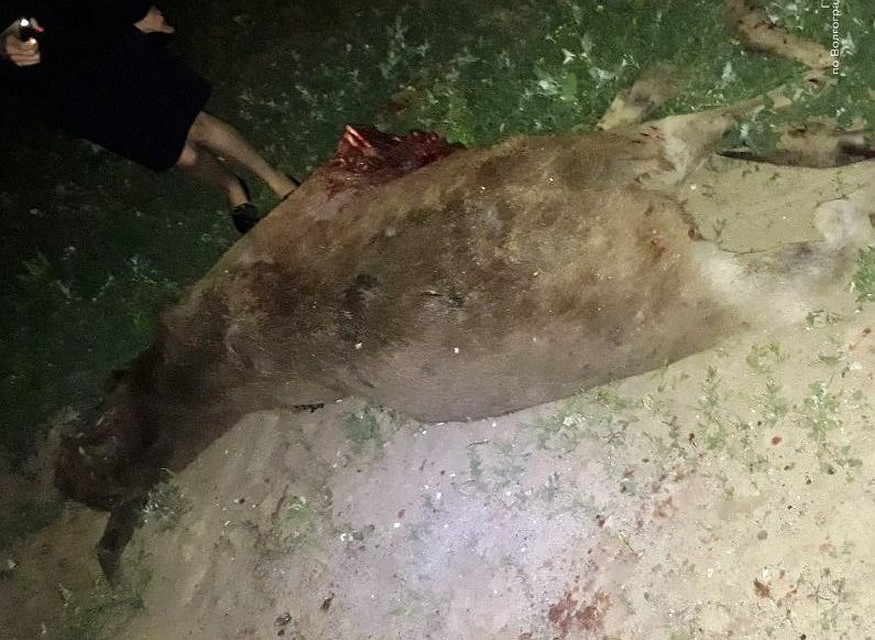 Животное внезапно выскочило на неосвещенную дорогу, водитель затормозить не успел.