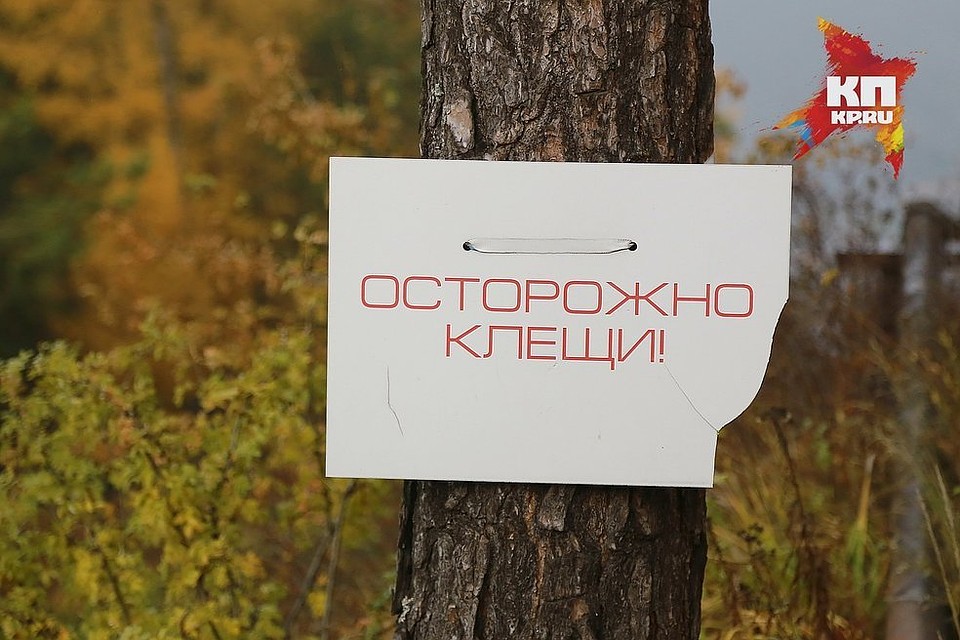 Специалисты говорят, что есть случаи укусов кровопийцев даже в черте города – на территории заповедника «Столбы», в окрестностях Академгородка, Ветлужанки, плодово-ягодной станции, на дачах в районе станции Енисей и «Роева ручья».