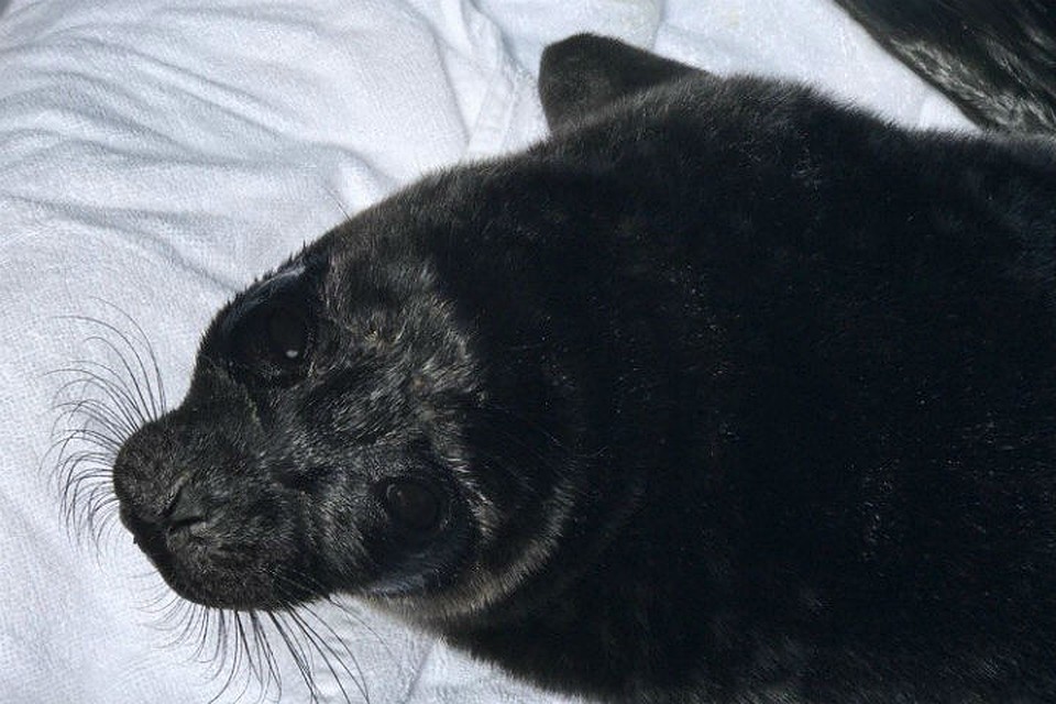 Малыш крайне истощен Фото: vk.com/sealrescue
