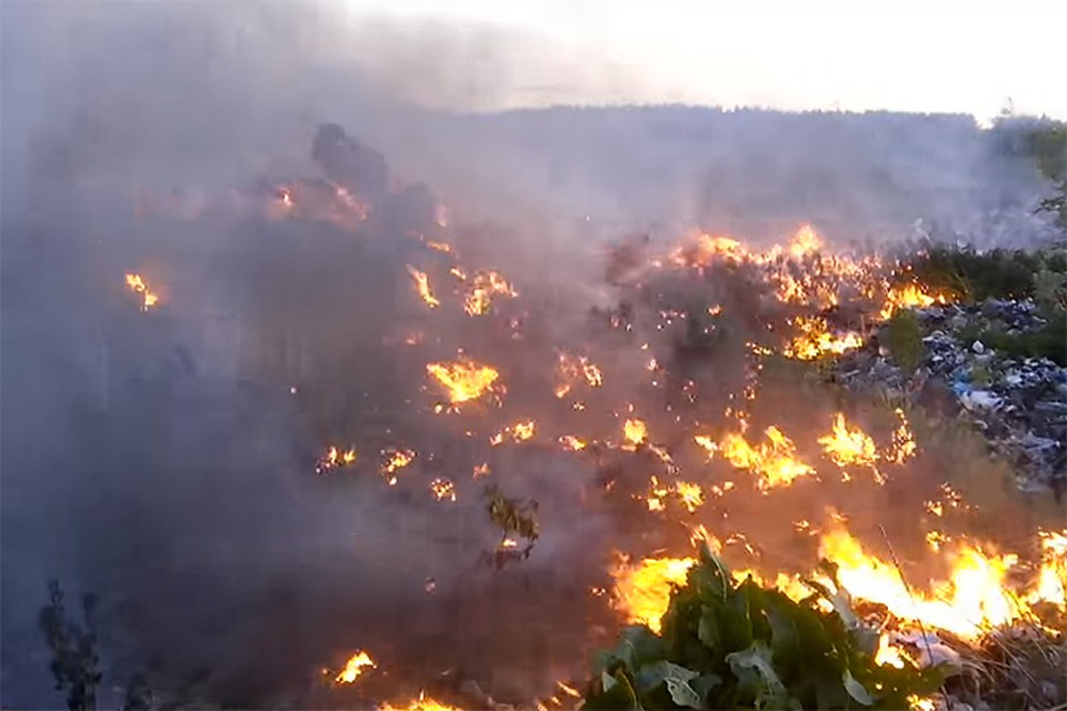 Фото: кадр из видео Владимира Чесалина.
