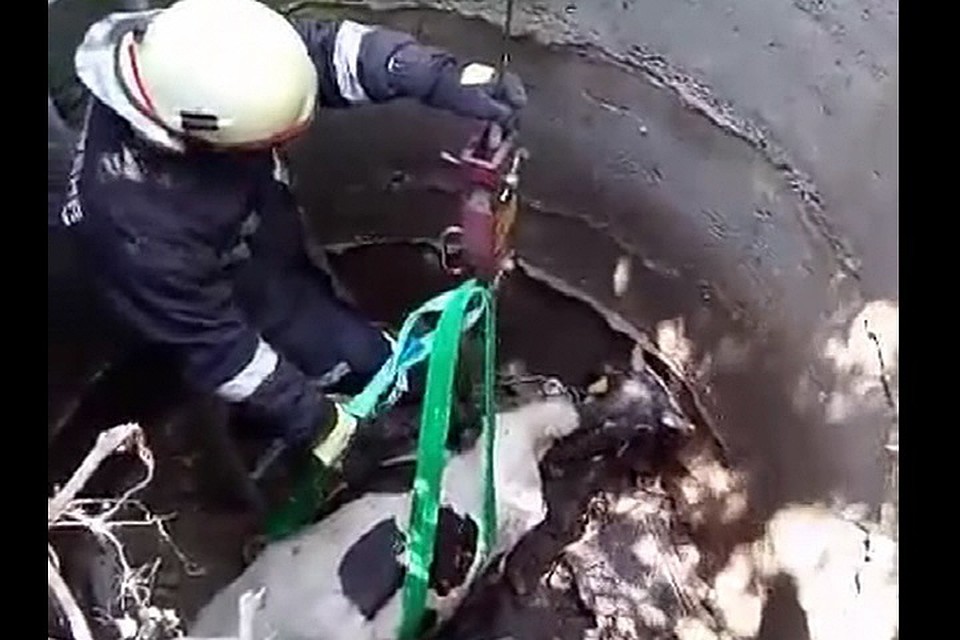 Спасать теленка было тяжело, но пожарные справились