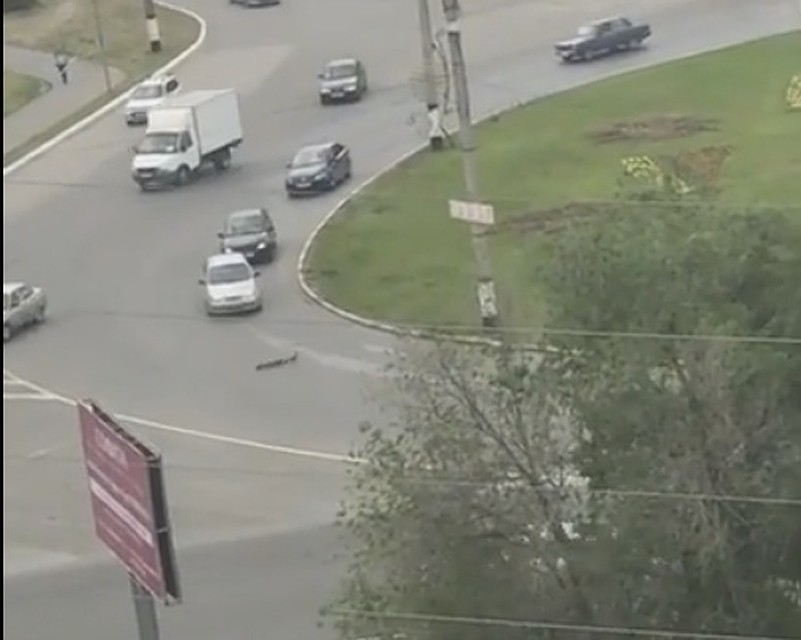 Фото: Скриншот с видео