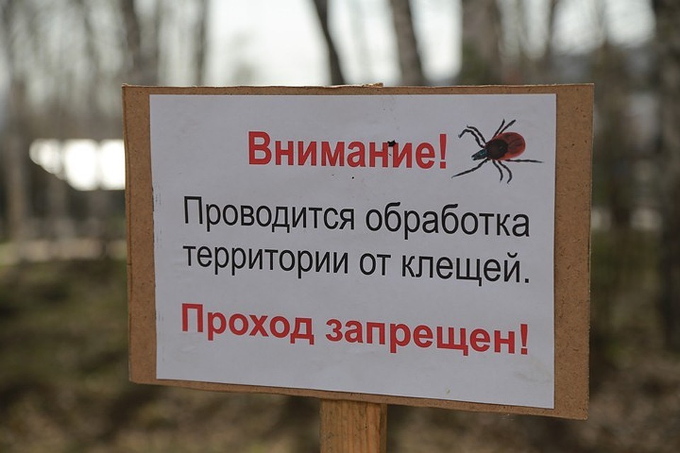 Выбираясь на природу за пределами Мурманской области, северяне теряют осторожность. Девятнадцать укусов! И среди атаковавших клещей как минимум один был заразным...
