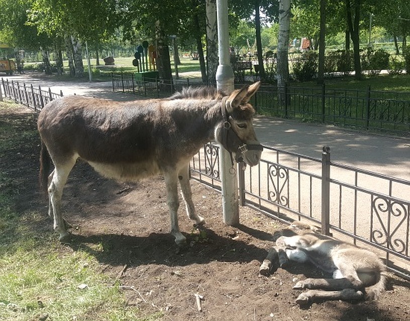 Фото: Туймазинский вестник