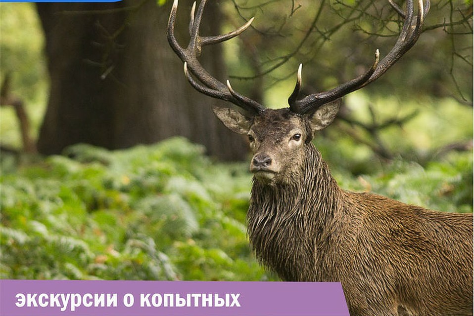 В зоопарке пройдет тематический «Рогатый день». Фото: пресс-служба "Роева ручья"
