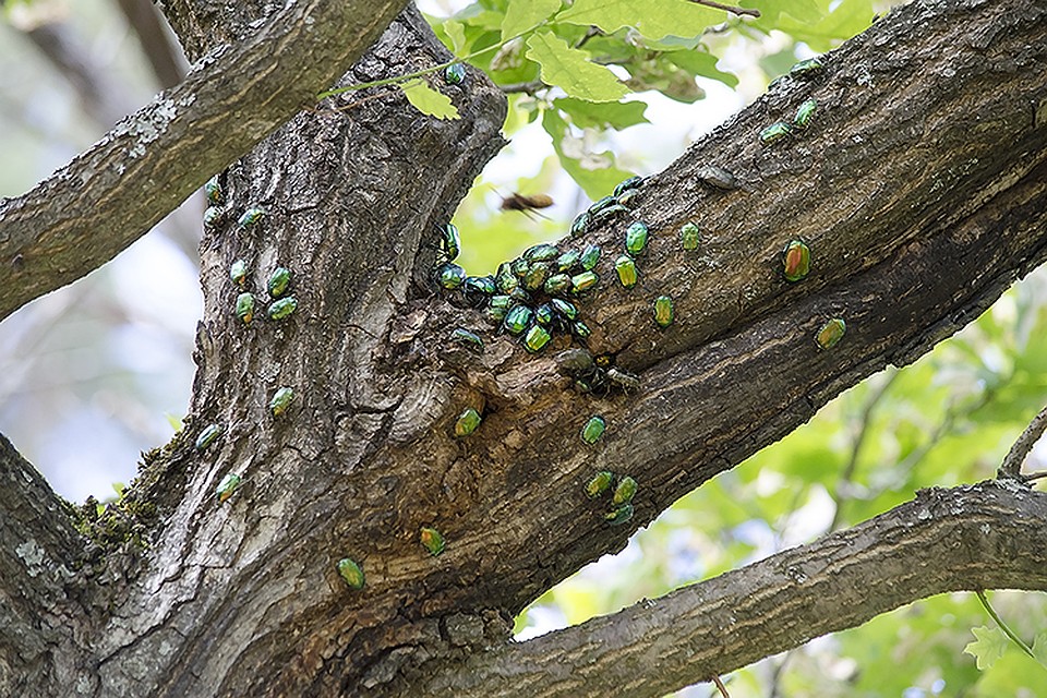 фото Воронежского биосферного заповедника