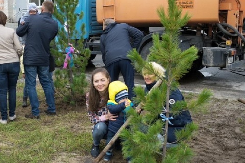 Власти Нового Уренгоя пообещали компенсировать вырубку деревьев во дворах домов Фото: newurengoy.ru
