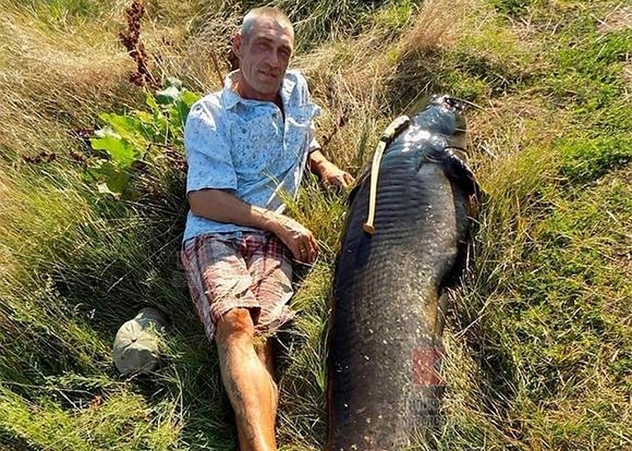 Сом "выше" мужчины на несколько сантиметров. Фото: "Типичный Краснодар"