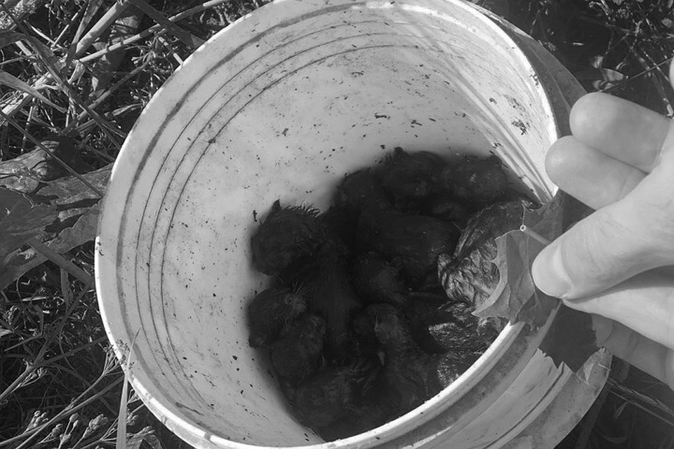 Увы, малышам из ведра с окурками видимо было не суждено выжить в этом жестоком мире. Фото: "Подари шанс" - Помощь бездомным животным"