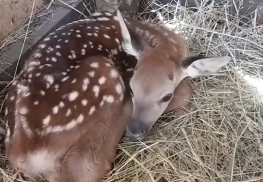Скриншот видео