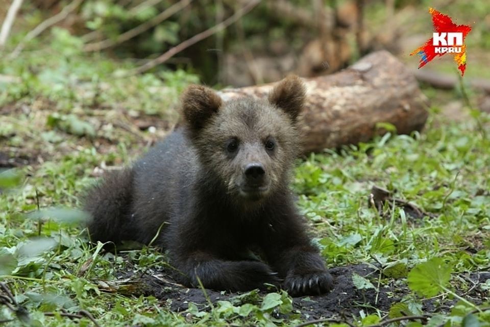 С каждым годом медведей всё больше
