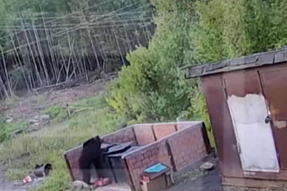 Медведь пришел в детский лагерь в Усть-Илимске: хищника ищут охотники.