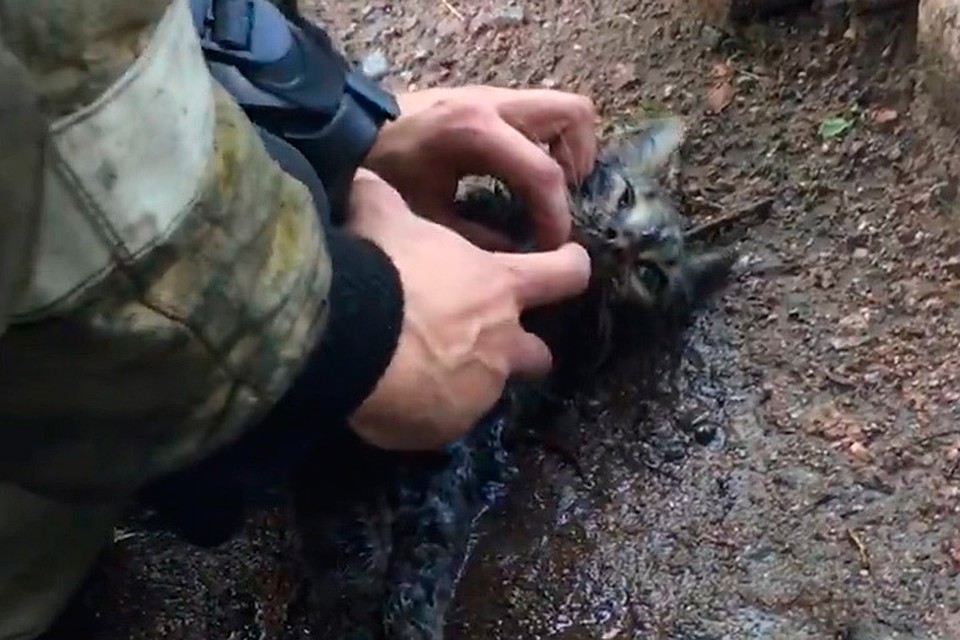 В Выборге пожарные откачали котиков после пожара в квартире.