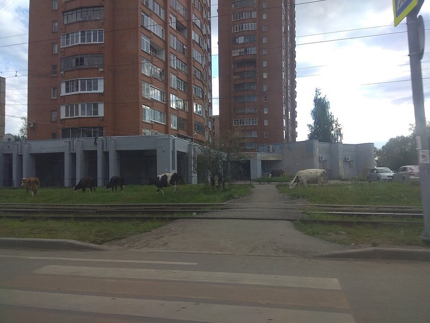Фото: "Подслушано в Ярославле" / ВКонтакте.