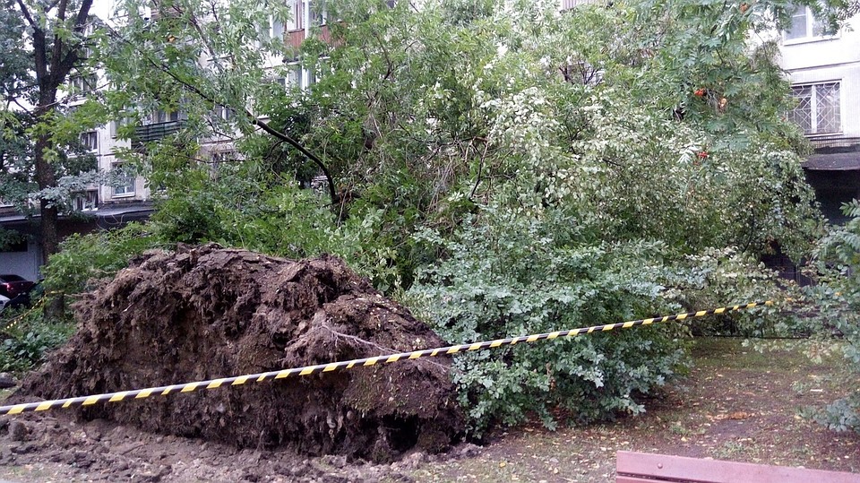 Даже такие огромные корни не спасли многолетние деревья. Фото: "ДТП и ЧП | Санкт-Петербург" ВКонтакте
