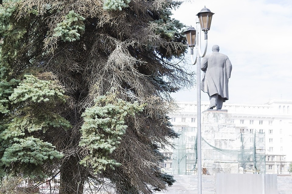 Если ели погибнут, центр города лишится фирменного стиля. Фото: «Гражданский патруль».