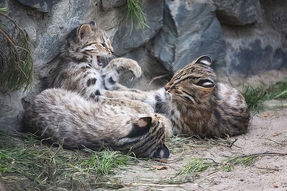 Котики живут втроем- один самец и две самки. Фото: новосибирский зоопарк.