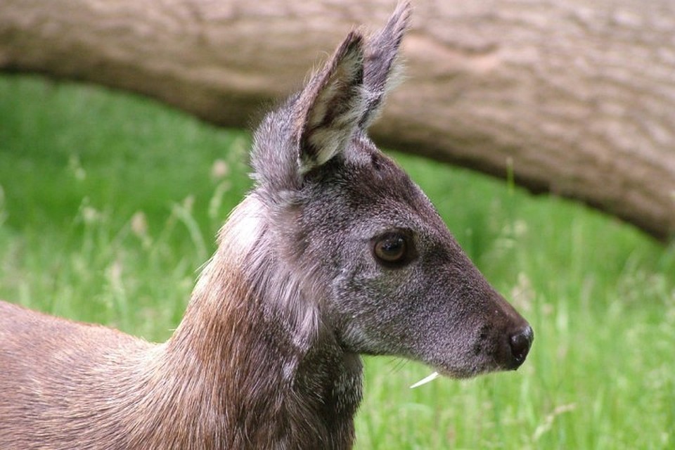 Самцы кабарги являются очень ценным животным. Фото: wildfrontier.ru/Niramin