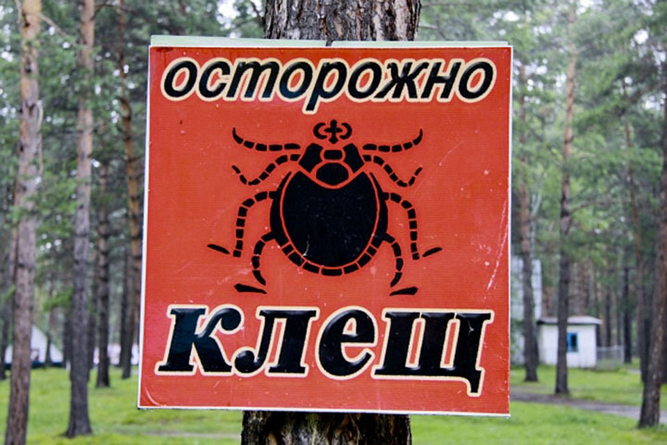 Иммуноглобулин нельзя вводить, если в крови укушенного или при анализе клеща не выявлен вирус энцефалита