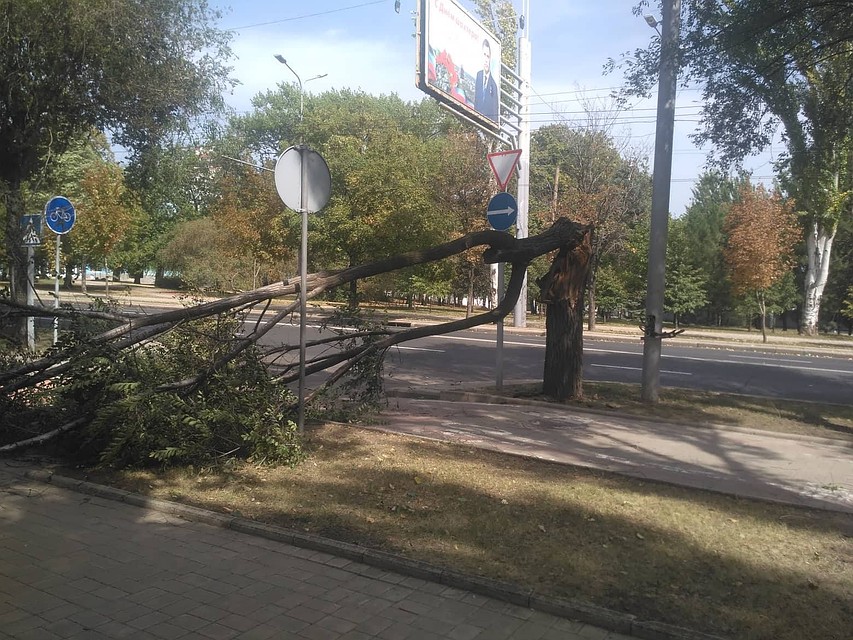 Поваленное ветром дерево на улице Артема. Фото: О.Иванцова